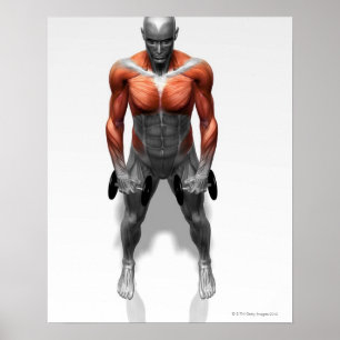 Pôster Exercício ereto da fileira