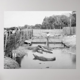 Pôster Exibição de Jacaré da Flórida, 1904. Foto Antiga