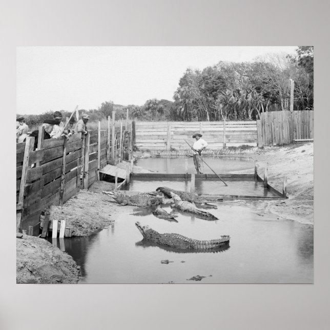 Pôster Exibição de Jacaré da Flórida, 1904. Foto Antiga (Frente)