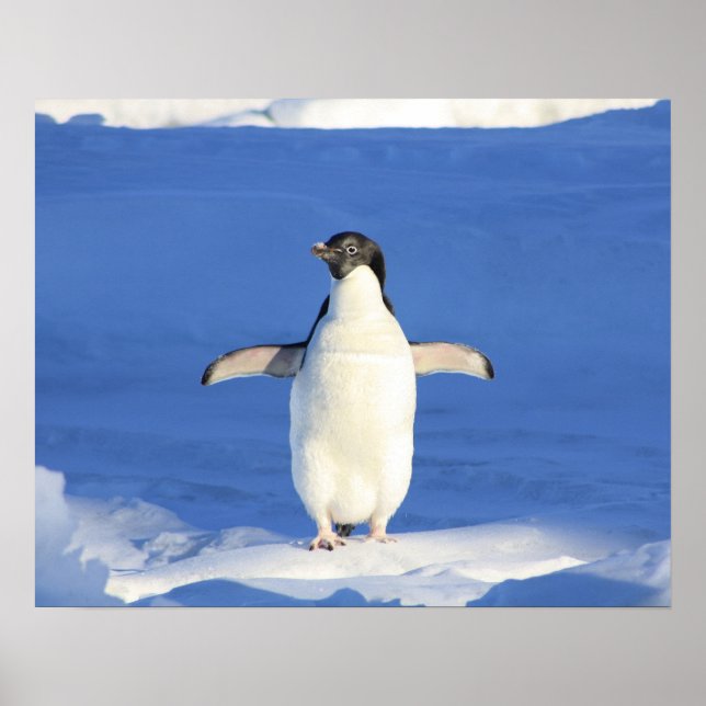 Poster Exibição do Pinguim (Frente)