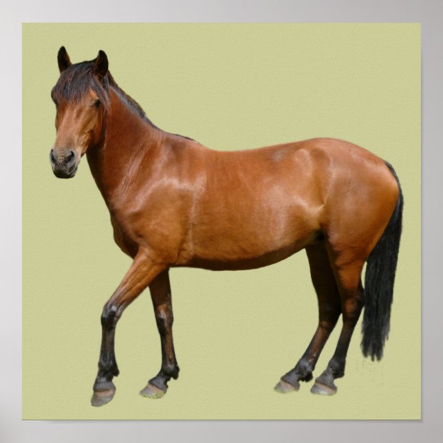 Poster Exmoor Cavalo (Frente)