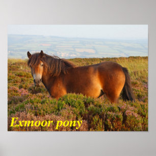 Poster Exmoor pônei