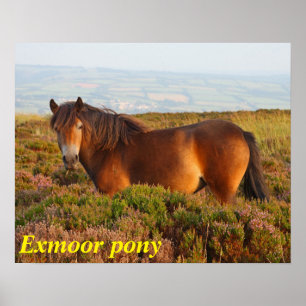 Poster Exmoor pôy, cavalo, Somerset, Inglaterra