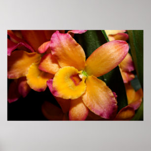 Poster Exótica Orquídea Incrível