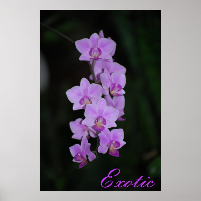 Pôster Exótico (Frente)