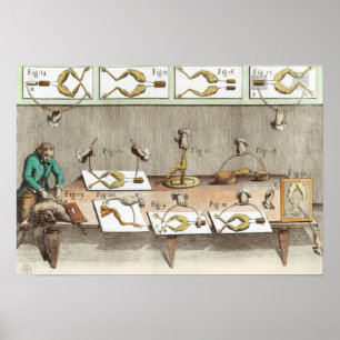 Pôster Experiência em sapos