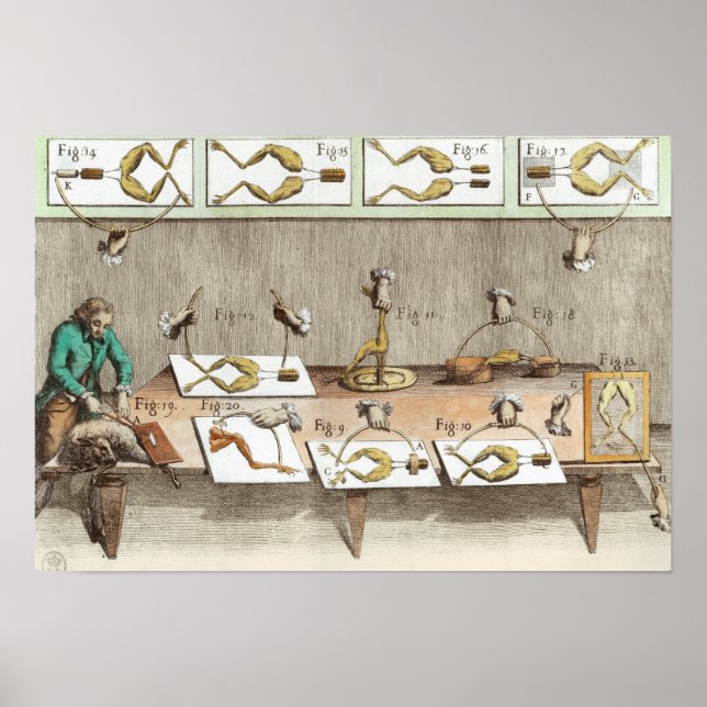 Pôster Experiência em sapos (Frente)