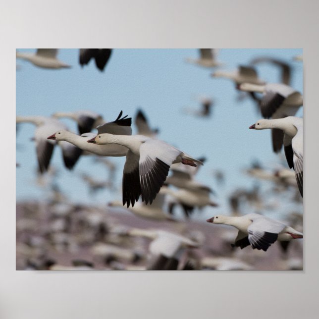 Pôster Explosão no céu Socorro (Frente)