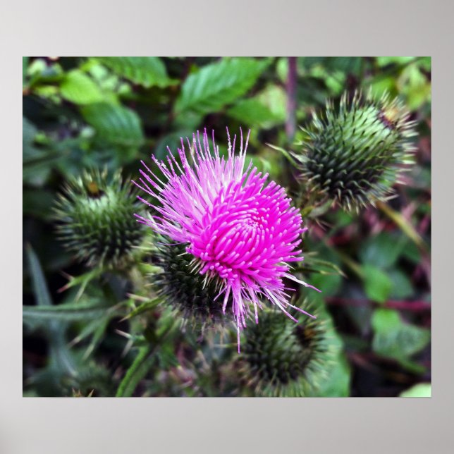 Pôster explosão rosa (Frente)