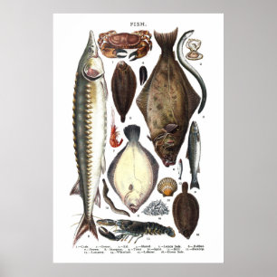 Pôster Exposição de tipos diferentes de peixes