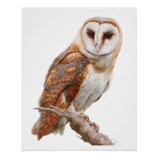 Pôster Exquisite Watercolor Barn Owl Portrait