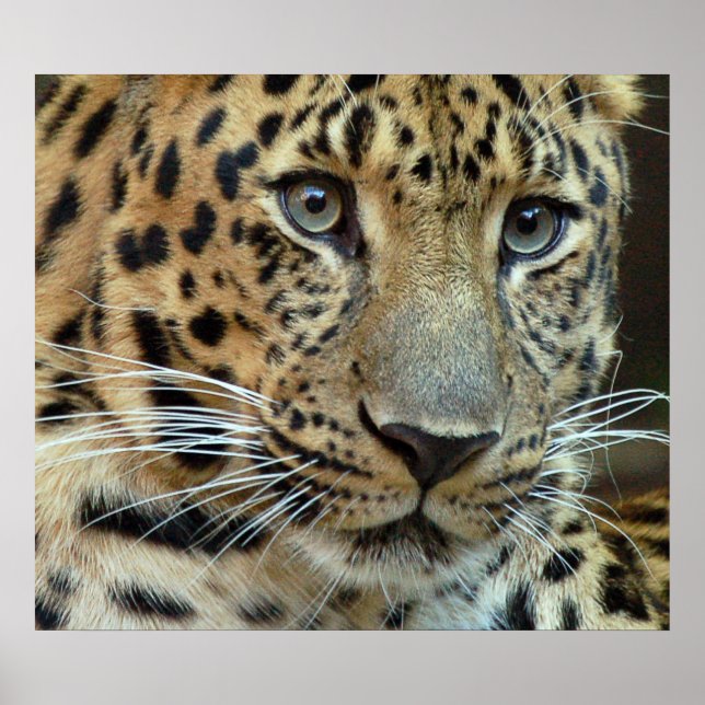 Pôster Extinção (Frente)