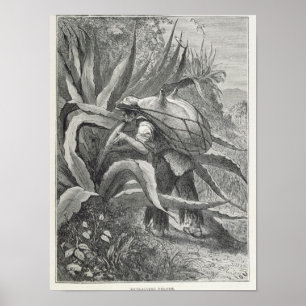 Pôster Extraindo pulque