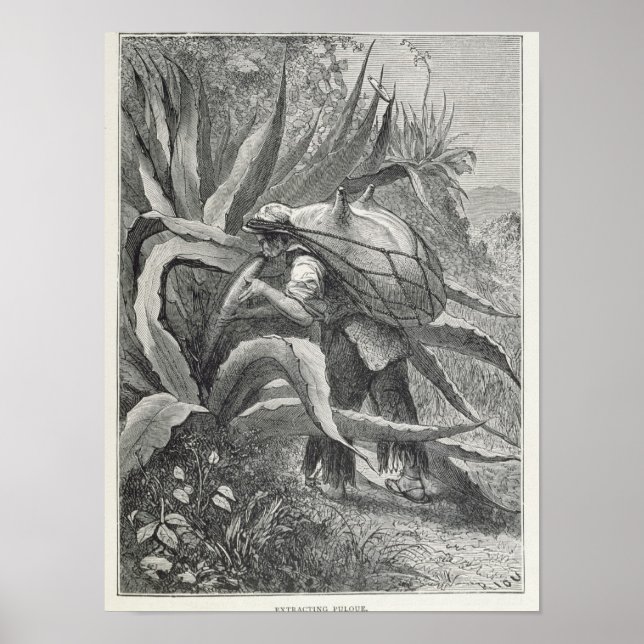 Pôster Extraindo pulque (Frente)