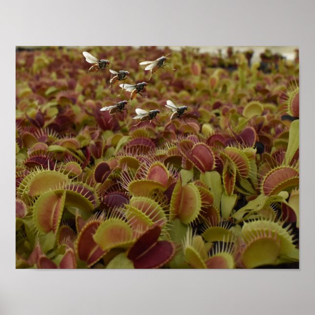 Poster Extreme sport for flies. (Frente)