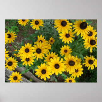 Pôster Eyed Susan Poster/Impressão
