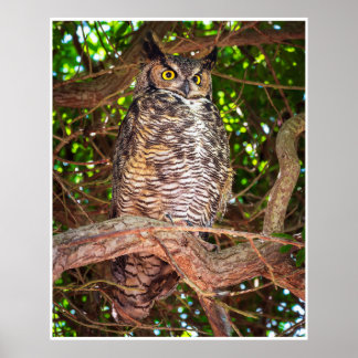 Poster Eyes of the Night: Great Horned Owl