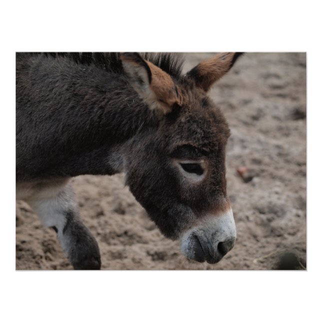 Pôster Ezel donkey  (Frente)