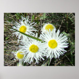 Pôster F10 Flores Silvestres Brancas Erigeron Cespitoso