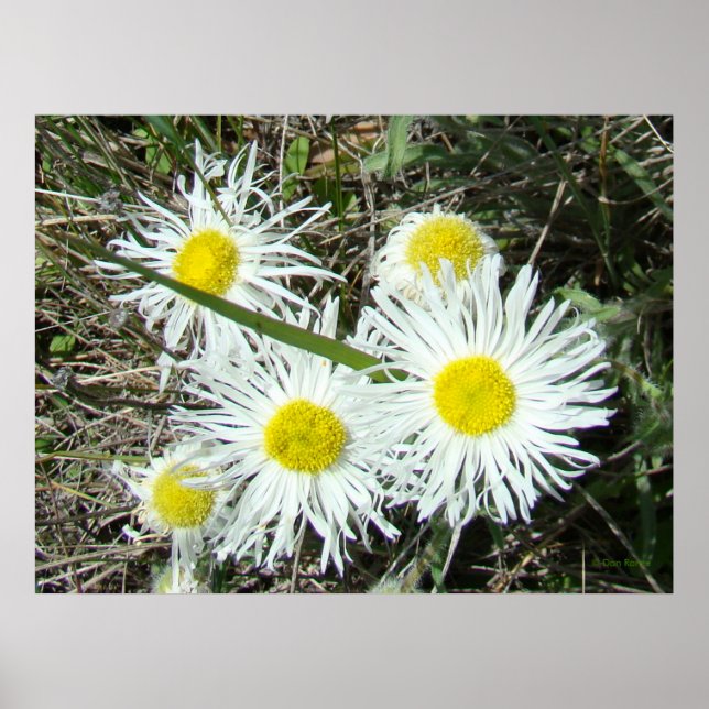 Pôster F10 Flores Silvestres Brancas Erigeron Cespitoso (Frente)