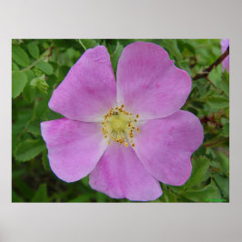 Pôster F11 Rosa Selvagem da Pradaria "Rosa arkansana"