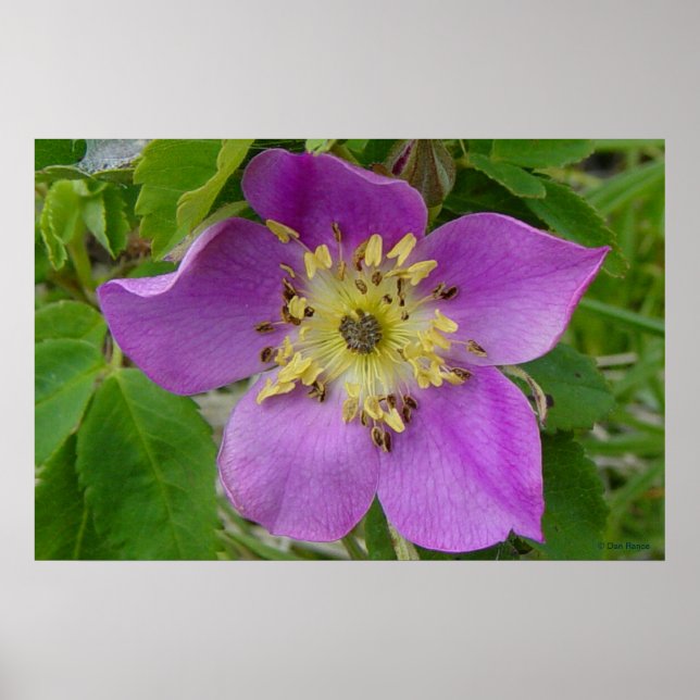 Pôster F13 Prickley Rosa Alberta Wild Rosa (Frente)