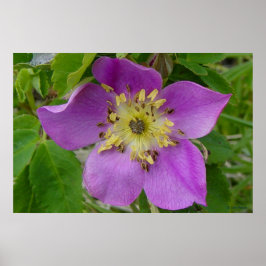 Pôster F13 Rosa Espinhosa Rosa Selvagem de Alberta
