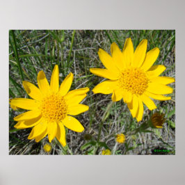 Pôster F15 Flores Silvestres Amarelas Sneezeweed