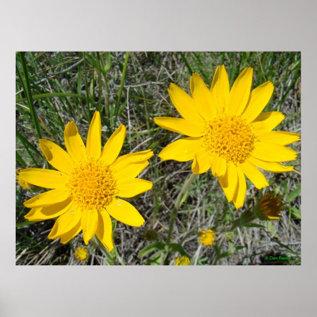 Pôster F15 Flores Silvestres Amarelas Sneezeweed (Frente)