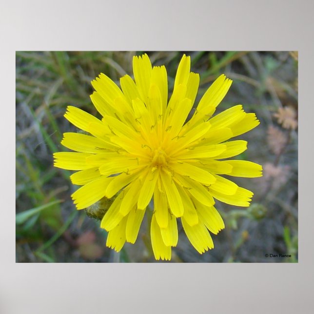 Poster F16 Amarelo Rei da Flor (Frente)