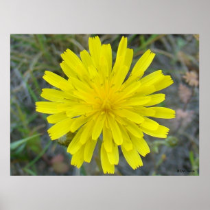 Poster F16 Flor Amarela Rei do Diabo