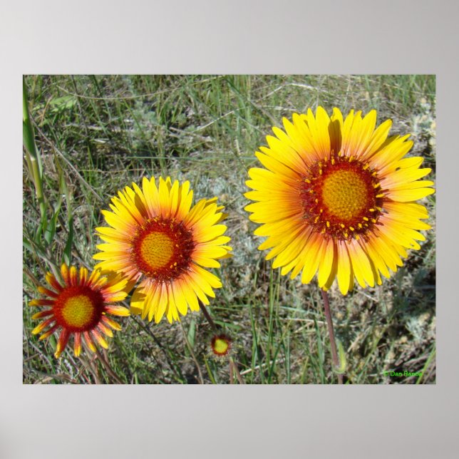 Pôster F17 Flores Amarelas Gaillardia (Frente)