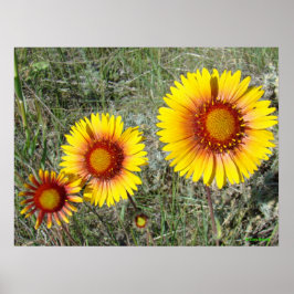 Pôster F17 Flores Silvestres Amarelas Gaillardia