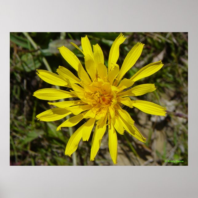 Pôster F21 Barba-Falcão Amarelo (Frente)