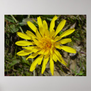 Pôster F21 Flor Amarela Silvestre Cravo-dos-telhados de F