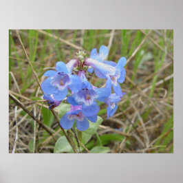 Pôster F3 Flores Silvestres Azuis Penstemon Azul Delgado