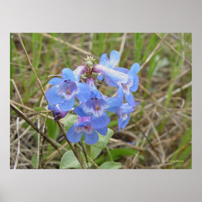 Pôster F3 Flores Silvestres Azuis Penstemon Azul Delgado (Frente)