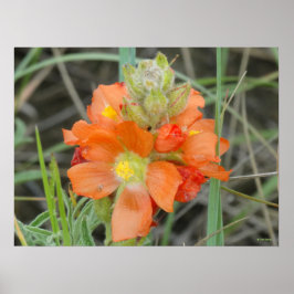 Pôster F40 Flores Silvestres Laranja Malva Escarlate