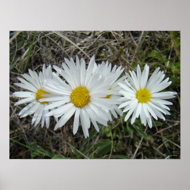 Pôster F42 Flores Silvestres Brancas Aster Suave (Frente)