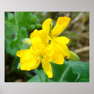 Poster F44 Flores Silvestres Amarelas Mostarda Selvagem