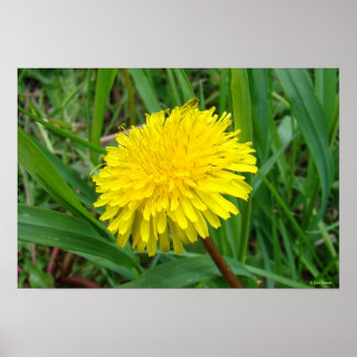 Pôster F45 Dandelion "Taraxacum officinale"