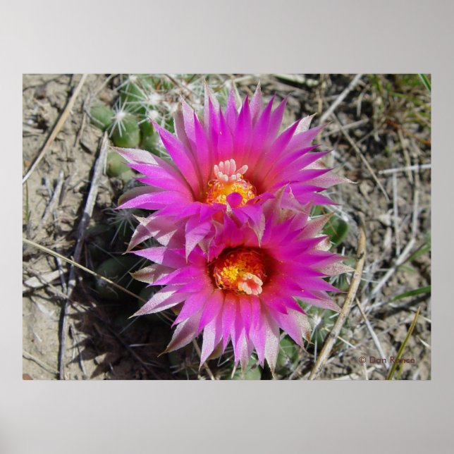 Poster F5 Ball Cactus Flower "Escobaria vivipara" (Frente)