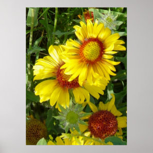 Poster F6 Flores Silvestres Amarelas Gaillardia