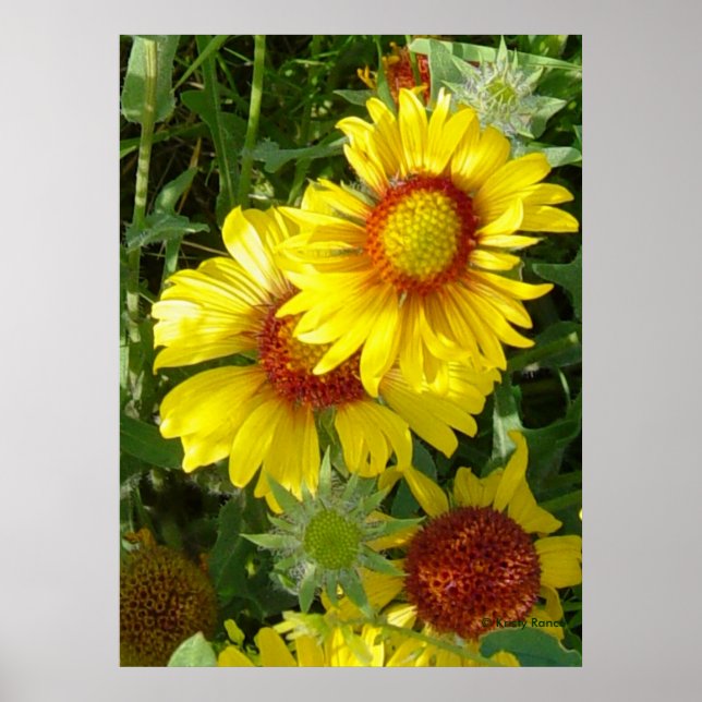 Poster F6 Flores Silvestres Amarelas Gaillardia (Frente)