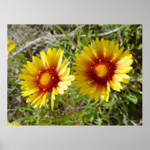 Poster F8 Amarela Flor Silvestre Gaillardia