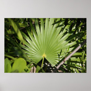 Pôster Fã tropical