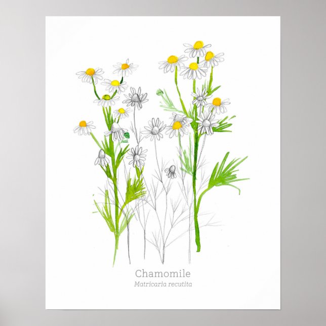 Poster Fábrica Botânica De Plantas Medicinais Chamomile (Frente)