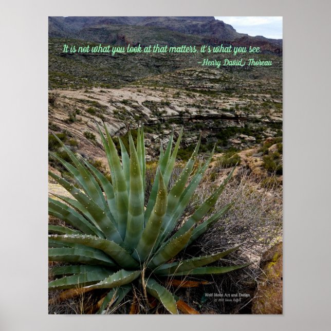 Poster Fábrica de Agave Verde Azul na Arizona de Montanha (Frente)