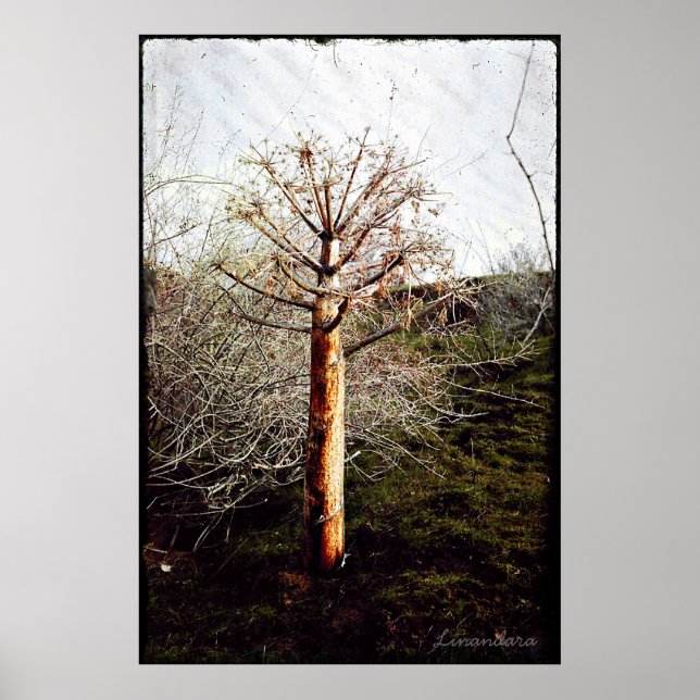 Poster Fábrica de Ferula Seca no Tajiquistão (Frente)