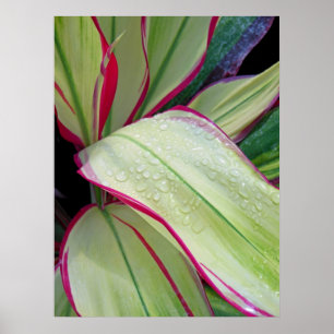 Pôster Fábrica de Ti Havaiana